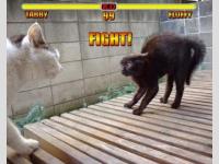 Fight Cat