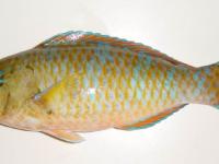 scarus (ocre)