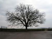 arbre mort