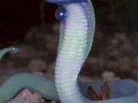 Draco