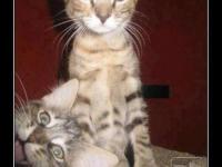 Chats