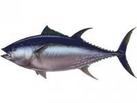 poisson thon 2
