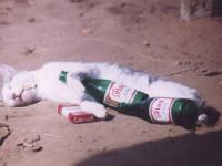 Le chat alcoolique
