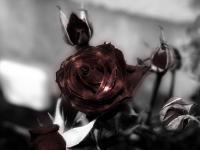 rose moi