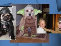 chiens cons XD