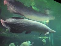 arapaima