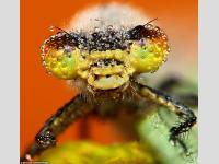 Insecte VII