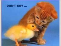 Ne cri pas petit poussin