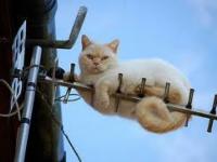 chat'capte