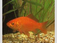 poisson rouge (ou orange???)