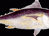 Poisson thon