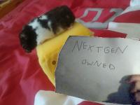 nextgen hamster