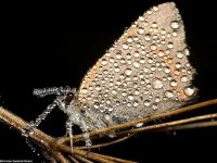 Insecte III