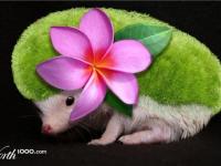 Shaymin