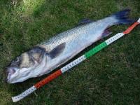 grand bar (60 cm)
