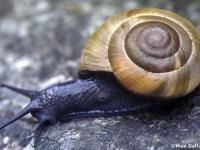 escargot