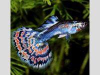 guppy
