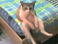 chassis-toi!!