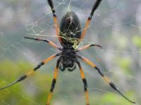 araignée