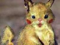 pika