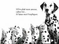 Les 101 dalmachat