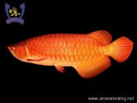 arowana