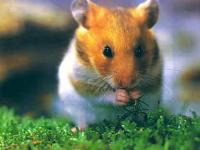 hamster