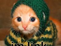 Chaton Link