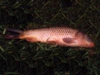 carpe