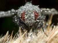 Insecte VI