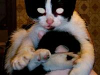 chat créa 2