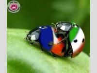Le match : France/Italie