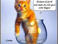 poisson