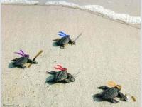 Les vraies tortues ninja