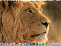 lion