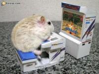 teste sur animaux