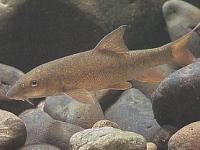 barbeau