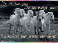img cheval