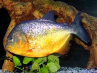 piranha