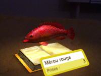 livre de pêche17