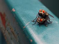 Fly Porn