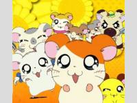 hamtaro