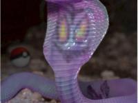 Arbok
