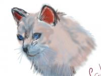 color chat