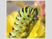 chenille du machaon