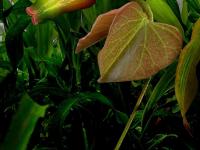 Chetiflor