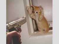 Haut les pattes chaton