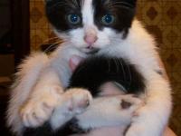 chat de base