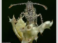 Insecte I