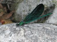 caloptéryx